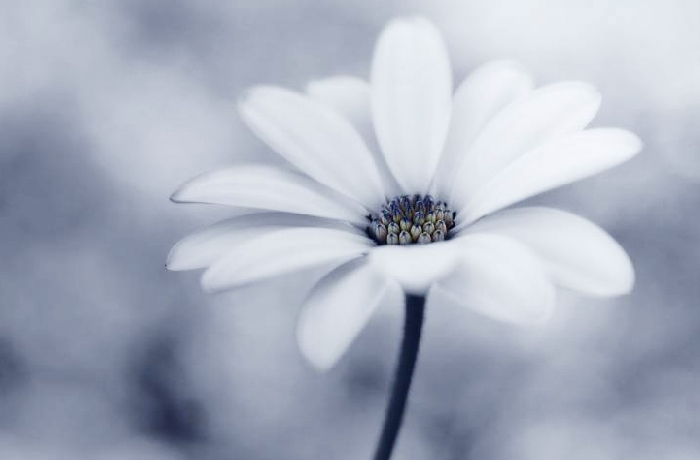 Fotos de flores y floración 