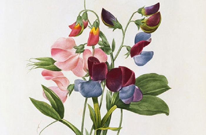 Ilustraciones dentro del tema de la botánica.