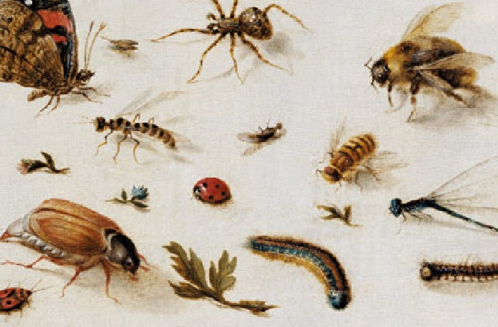 Impresiones y pinturas de insectos 