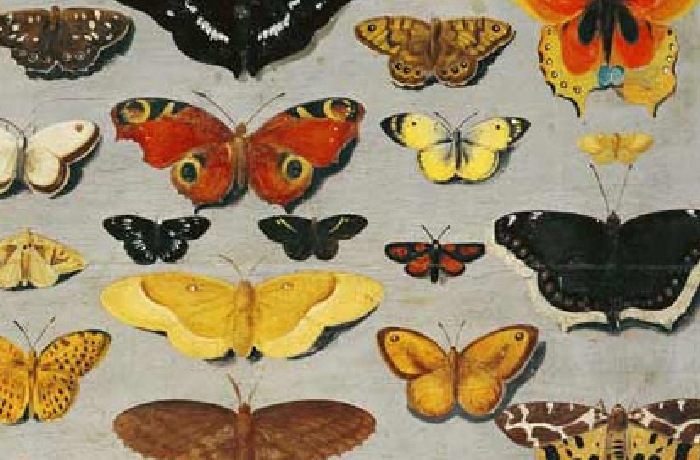 Impresiones y pinturas de mariposa