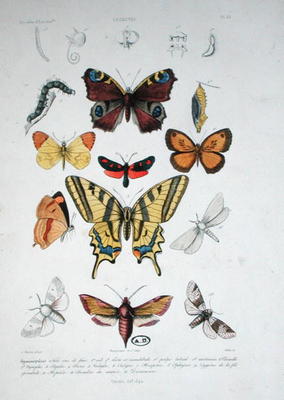 Various butterflies, from 'Dictionnaire Elementaire d'Histoire Naturelle', engraved by Felix, 1842 ( de A. Baron