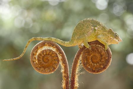 Chameleon on Ferns