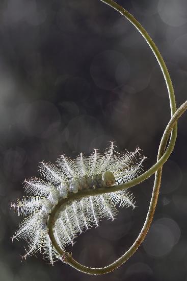 Fire Caterpillar on Unique Branch