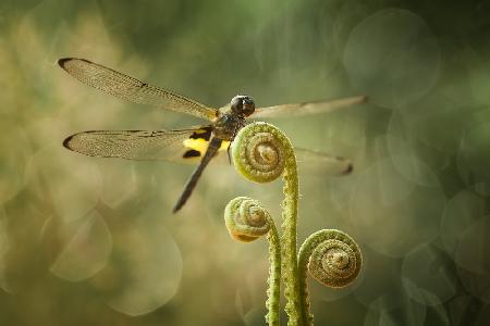 Dragonfly and Ferns