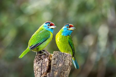 Blue-throated barbet