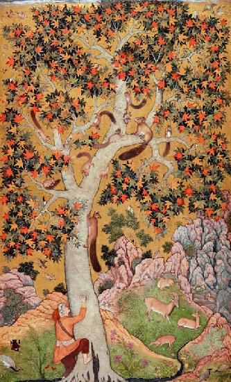 Johnson Album I, No.30 Squirrels on a plane tree, Mughal