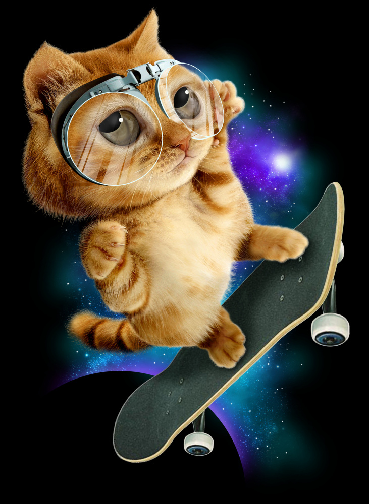 cat on skateboard de Adam Lawless