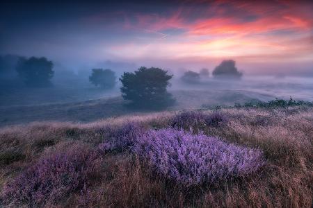 &quot;the colors of heather&quot;