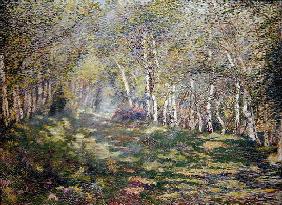 Silver Birches (oil on canvas)