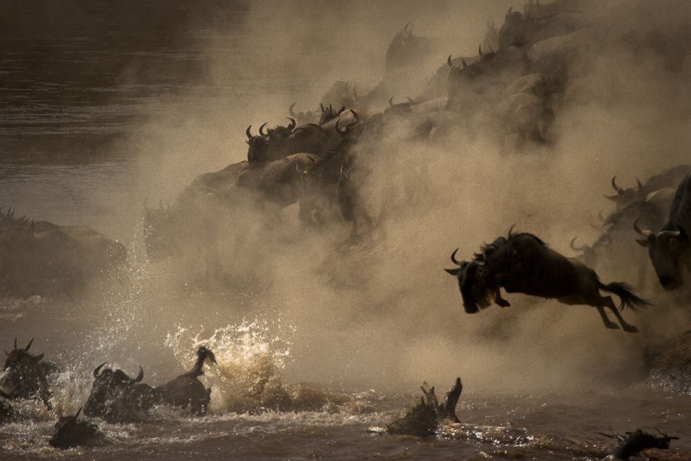 The Great Wildebeest Migration de Adrian Wray