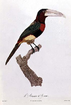 Azara Aracari; engraved by Barriere