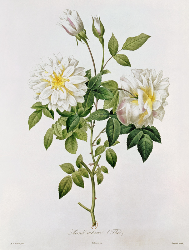 Aime Vibere (Tea) ; engraved by Eustache Hyacinthe Langlois (1777-1837) coloured engraving) de (after) Pierre Joseph Redoute