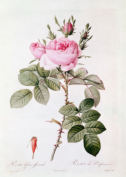 Rosa Bifera Officinalis, from ''Les Roses'' Claude Antoine Thory (1757-1827) ; engraved by Eustache  de (after) Pierre Joseph Redoute
