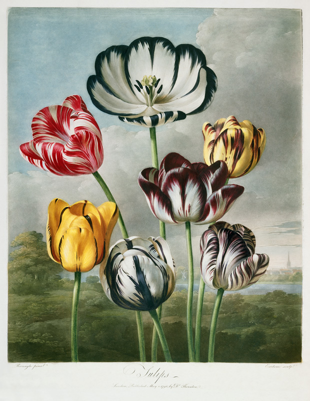 Tulips de (after) Robert John Thornton