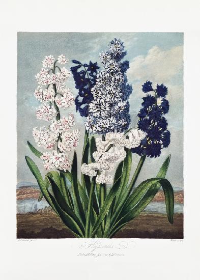 Hyacinths from The Temple of Flora (1807)