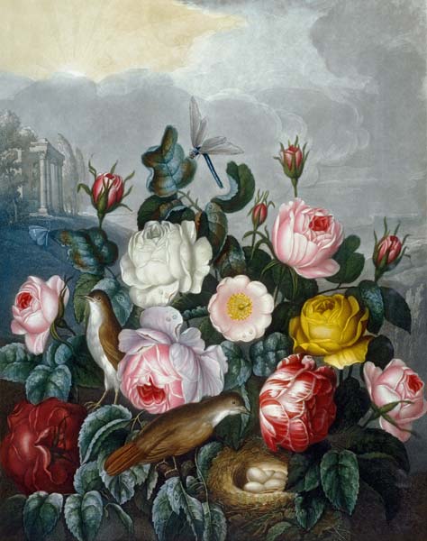 Roses / Aquatint after Thornton 1805 de (after) Robert John Thornton