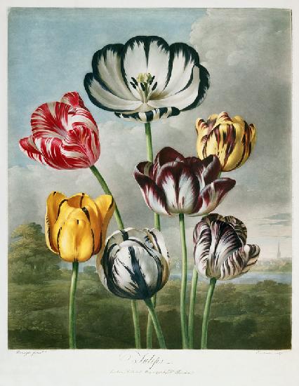 Tulips