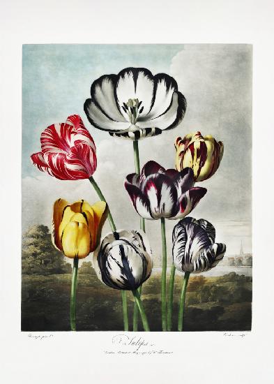 Tulips from The Temple of Flora (1807)