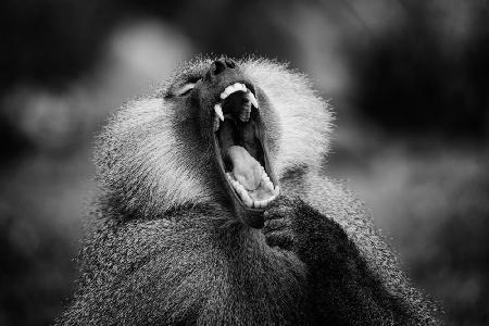 Baboon