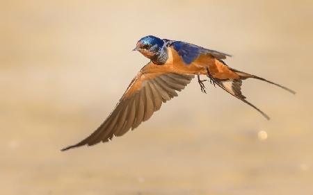 Barn Swallow