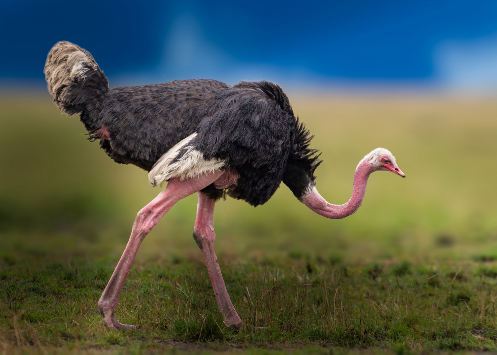 Common ostrich de Ahmed Elsheshtawy