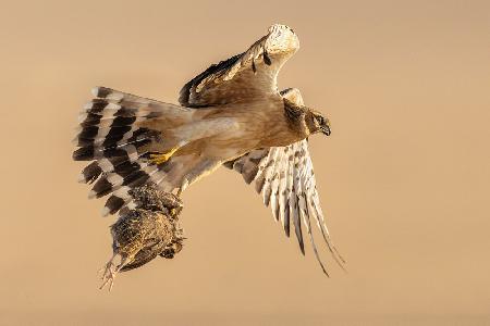 Pallid harrier