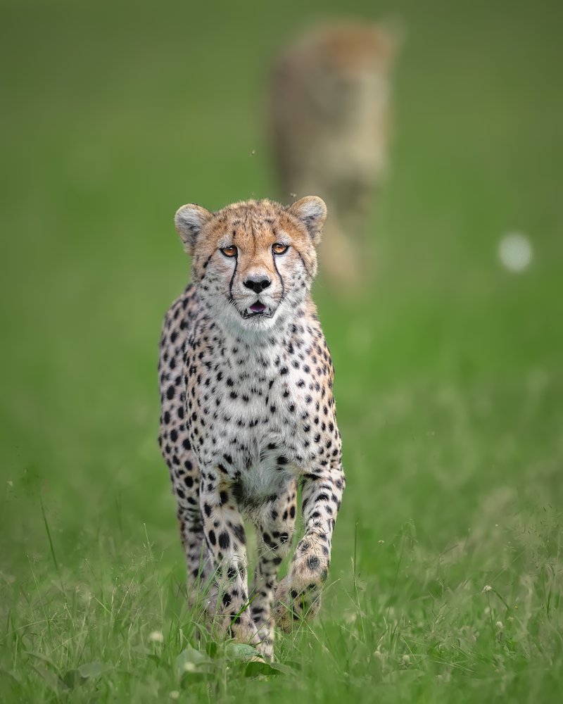 Cheetah de Ahmed Sobhi