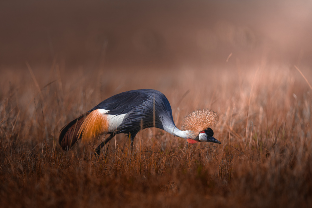 Black crowned crane de Ahmed Sobhi