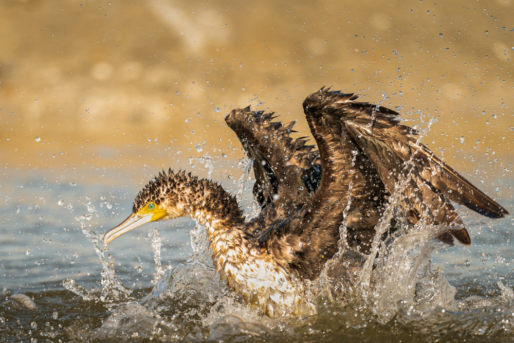 Summer Time de Ahmed Sobhi