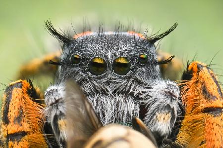 Extreem jumping spider