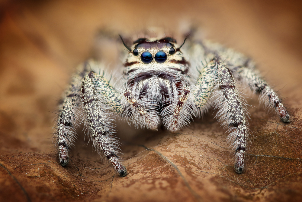 White junping spider de Ajar Setiadi