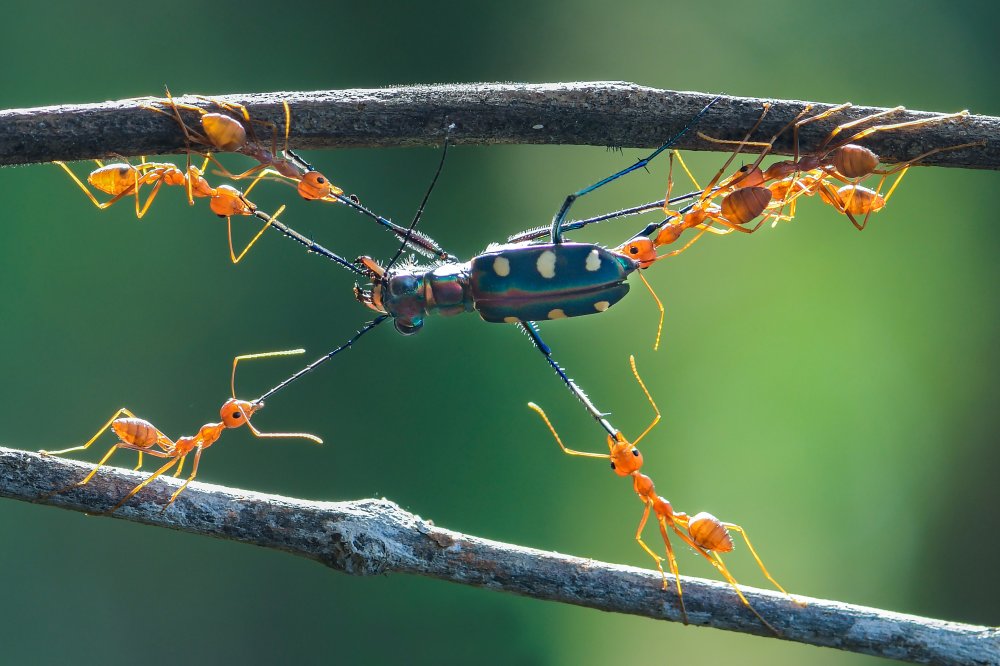 teamwork de Ajar Setiadi