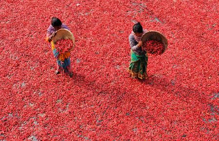 Red Chili