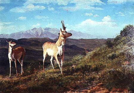 Antelope de Albert Bierstadt