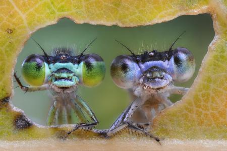 Two nice faces