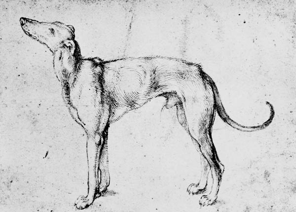 A.Dürer, Greyhound / Draw./ c.1500 de Alberto Durero