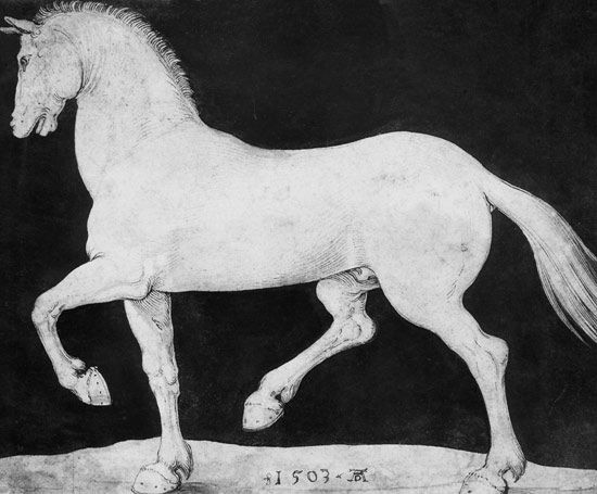 El caballo de Alberto Durero