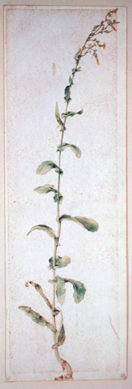 A Tobacco Plant de Alberto Durero