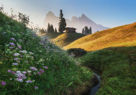 Flowery morning