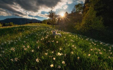 Among the daffodils