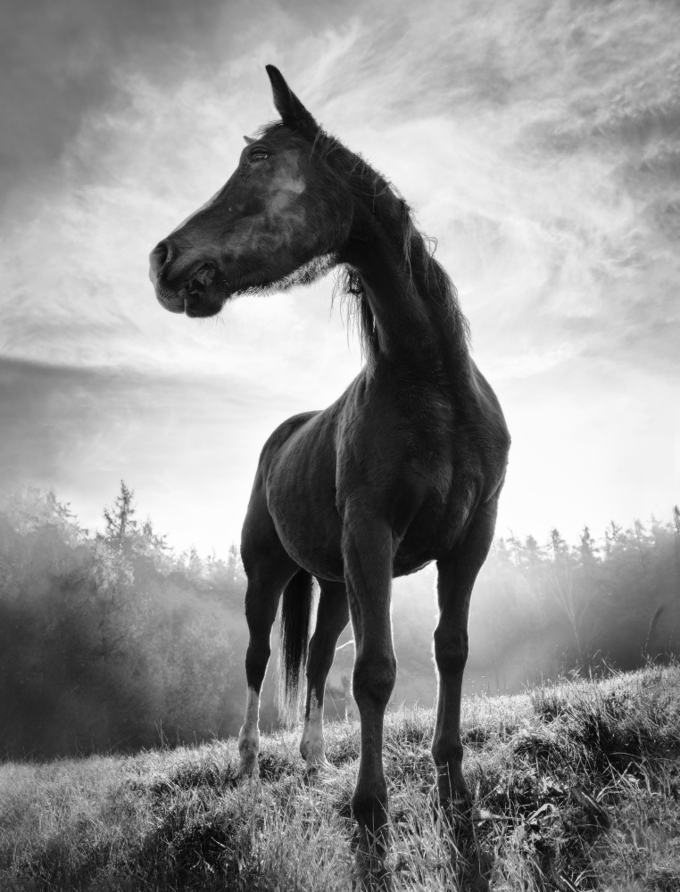 Backlight horse de Alessandro Accordini