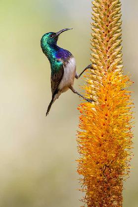 Flower Climbing