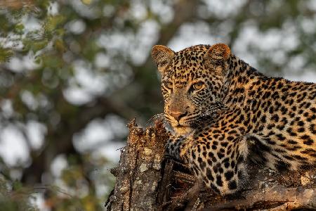 Young Leopard