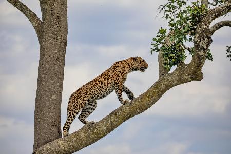 Climbing