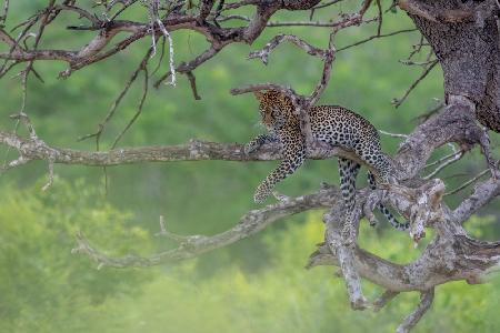 Leopard in Green