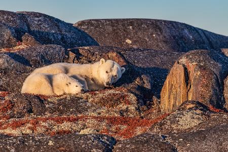 Mother Bear &amp; Cub