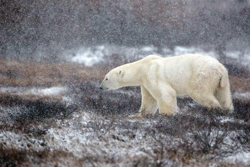 Snowing Time de Alessandro Catta