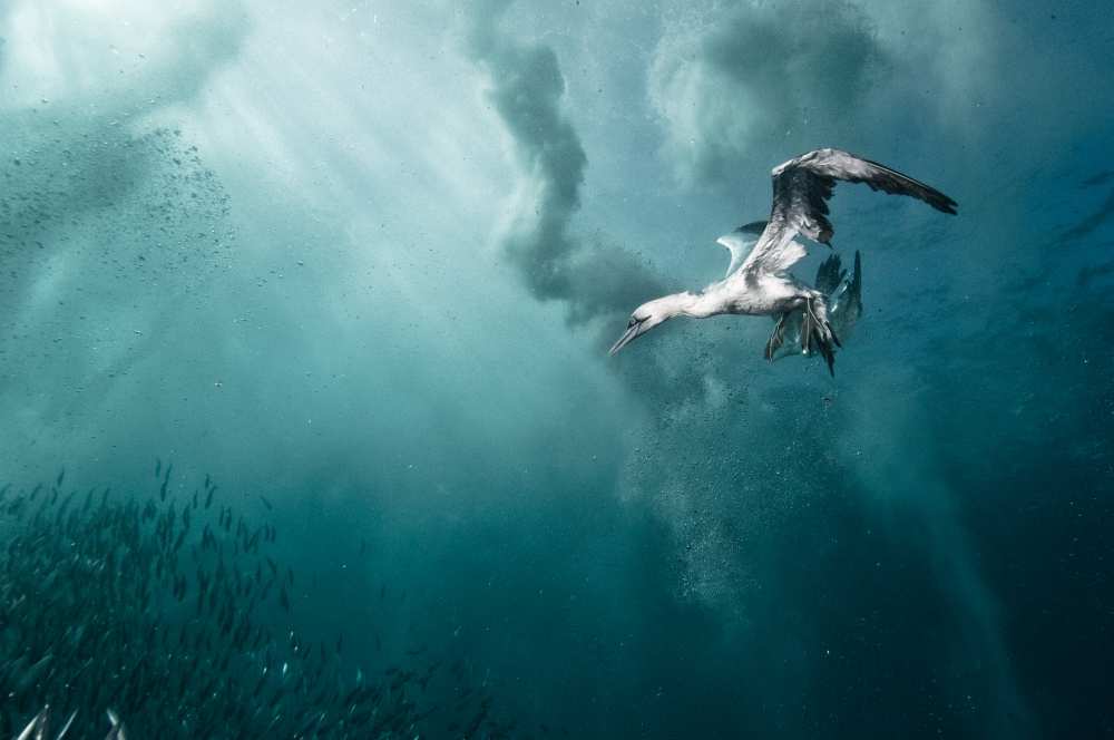 plunge diver de Alexander Safonov