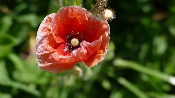 Mohnblüte im Sommer de Alexandra  Joseph 