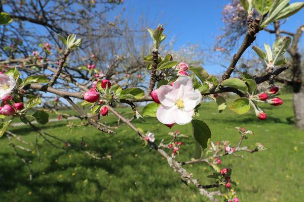 Schätze der Natur de Alexandra  Joseph 